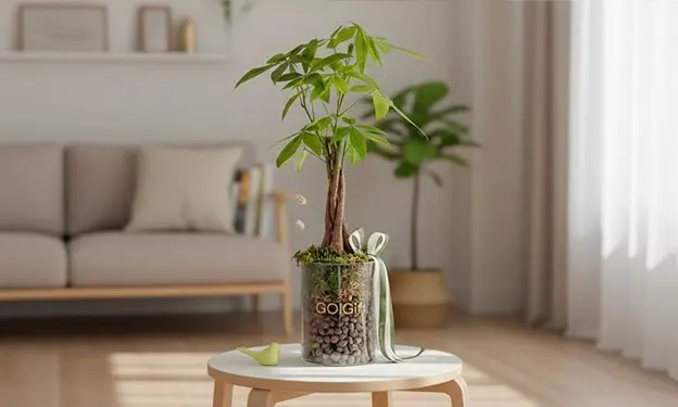 سفارش گیاه آپارتمانی آنلاین با ارسال سریع از گل گیفت