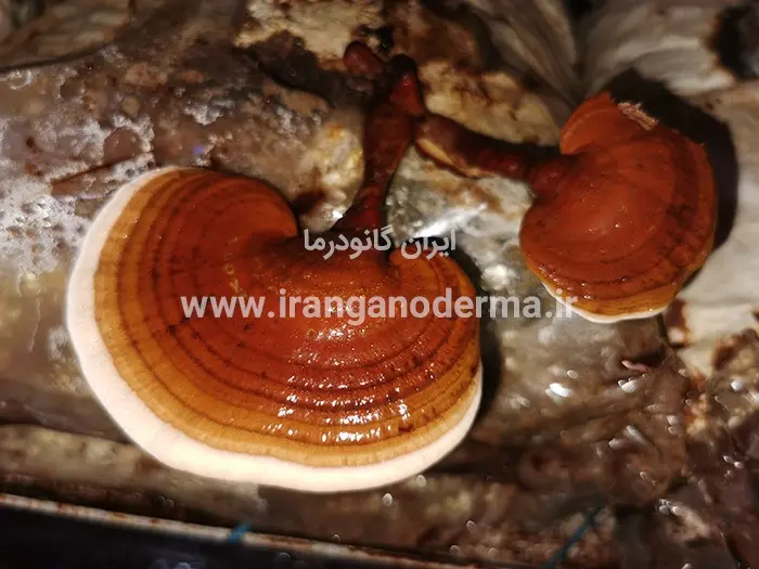 تاثیر قارچ گانودرما بر دیابت