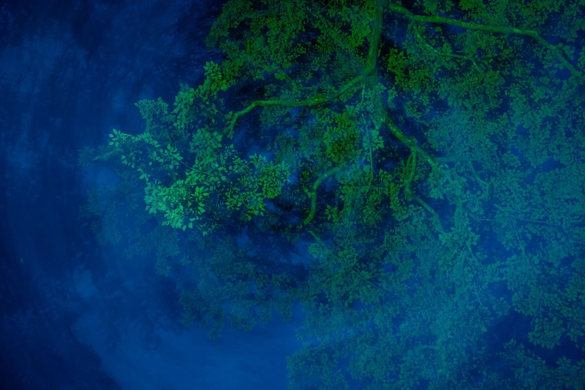 ثبت انرژی «اسرارآمیز» یک باتلاق جادویی/ عکس‌هایی که ژانر وحشت را تداعی می‌کنند