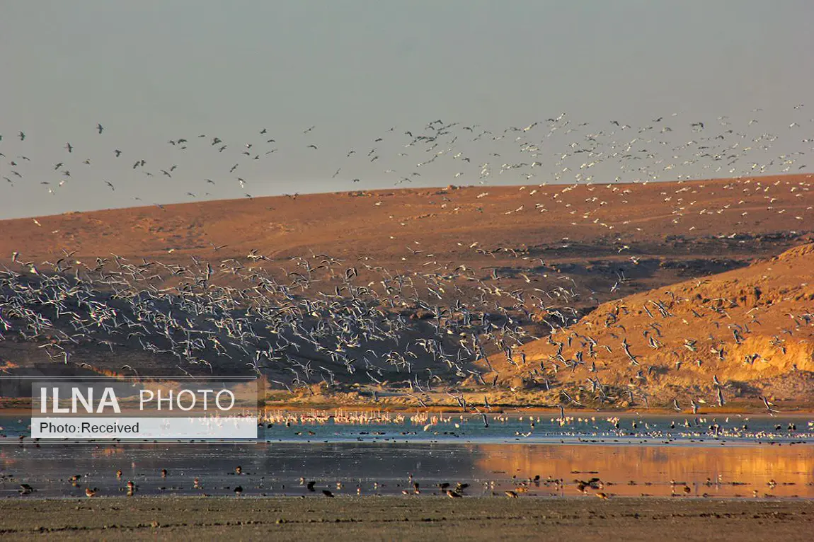 پرندگان مهاجر از کجا و کی به ایران سفر می‌کنند؟ + عکس و فیلم