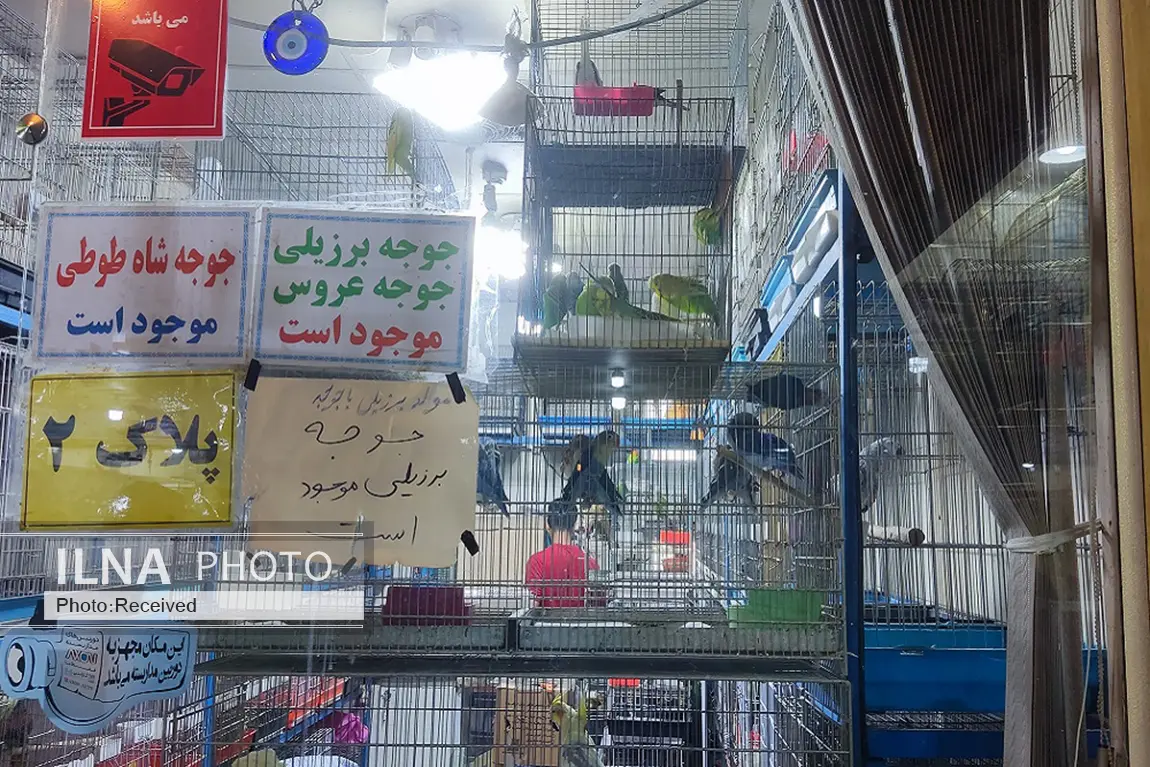 از فنچ ۱۰۰ هزار تومانی تا طوطی ۱۰۰ میلیون تومانی در بازار پرندگان خلیج فارس + عکس 