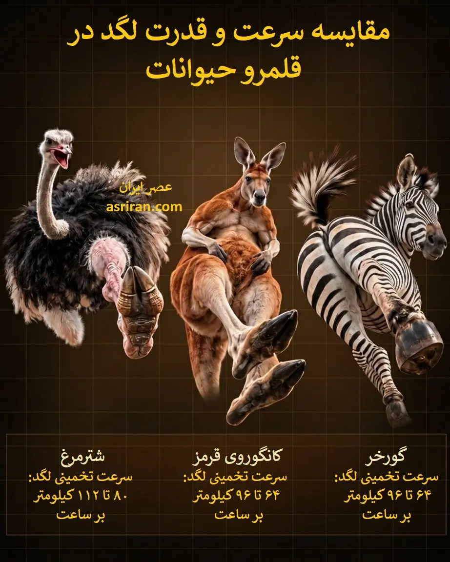 سرعت لگد شترمرغ، کانگورو و گورخر؛ کدام یک خطرناک تر است؟