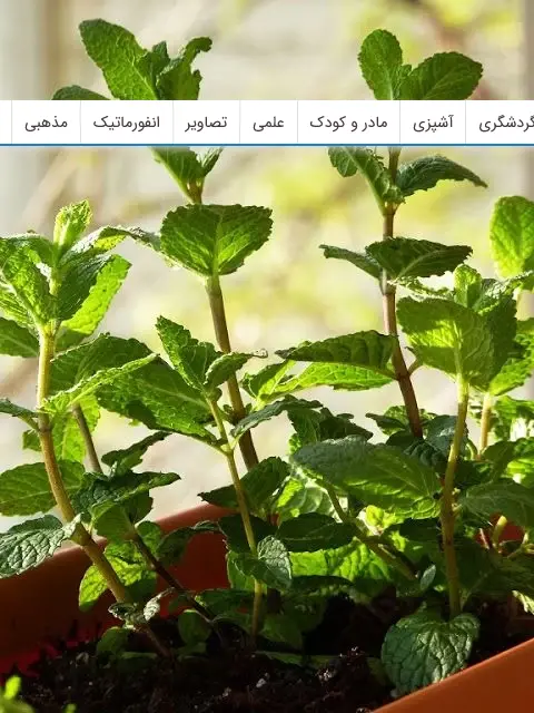 10 گیاهی که پشه ها را از محیط زندگی شما فراری می دهند