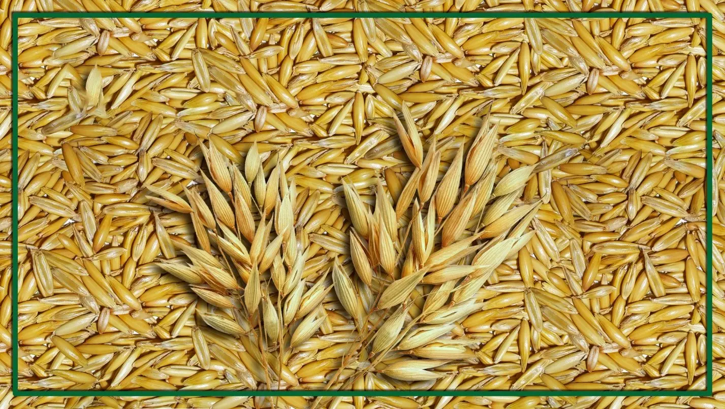 اوت میل یا میان وعده جو دوسر چیست؟