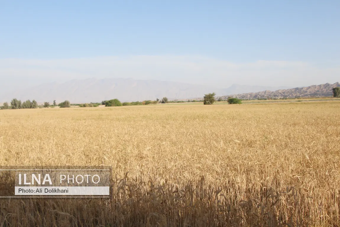 نخستین برداشت گندم کشور در هرمزگان با حضور وزیر کشاورزی