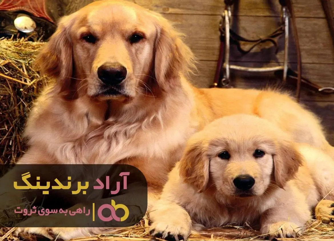بعد از وارد شدن در حوزه سگ، ثروت به من لبخند زد