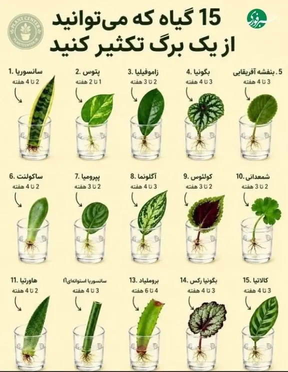  ۱۵ گیاه که می‌توانید از یک برگ تکثیر کنید