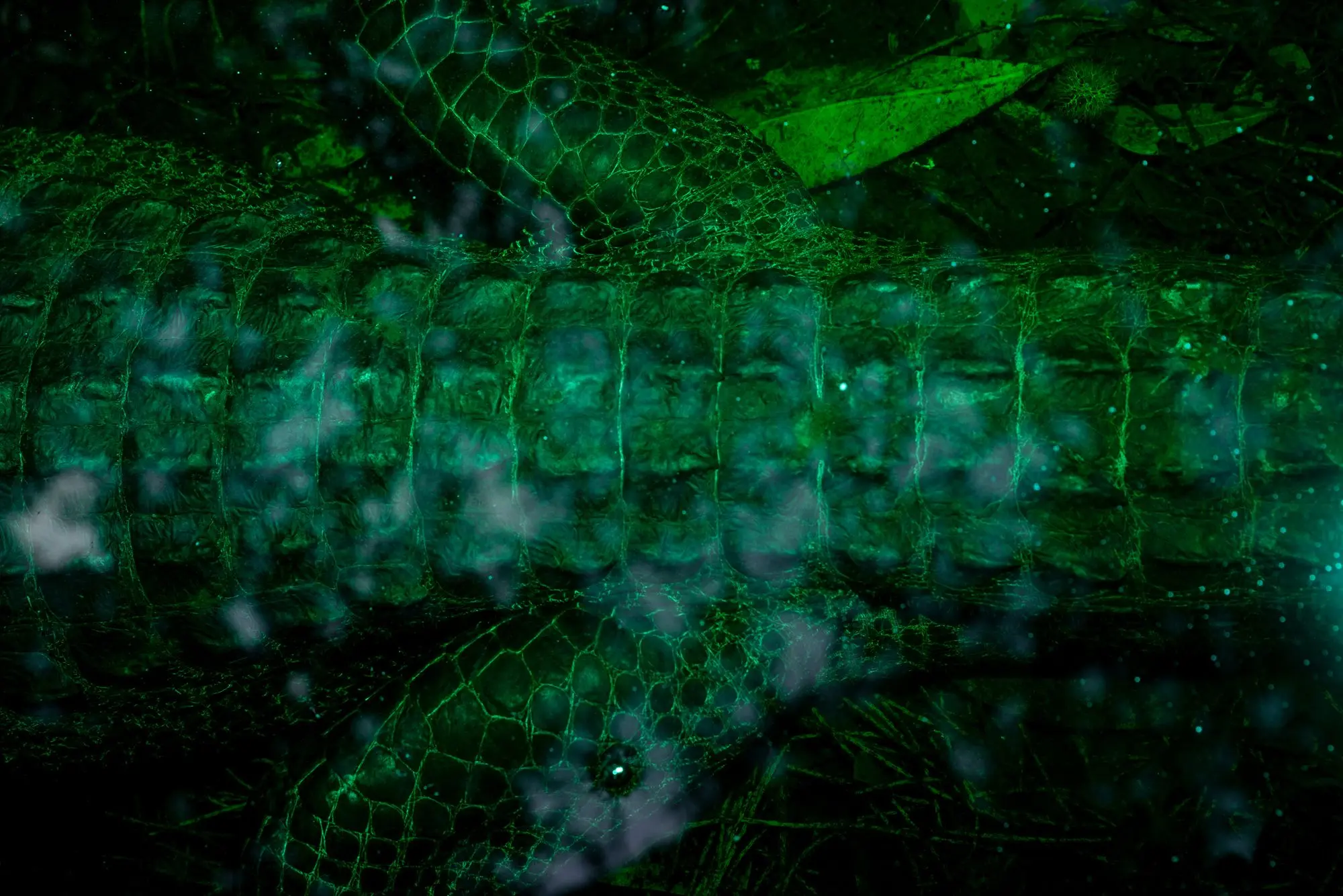 ثبت انرژی «اسرارآمیز» یک باتلاق جادویی/ عکس‌هایی که ژانر وحشت را تداعی می‌کنند