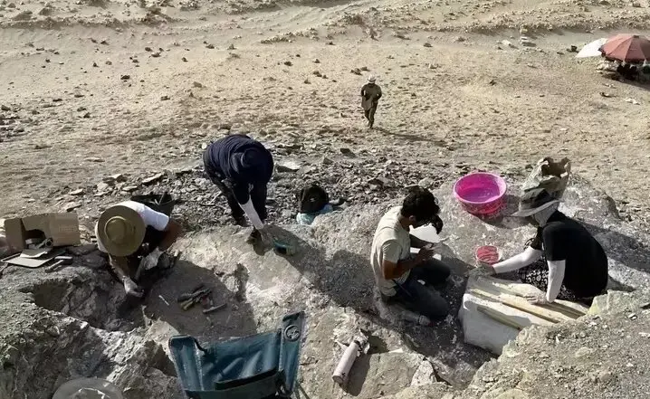 ماهی‌های ۶۰ میلیون‌ ساله‌ در دل صحرای مصر!+ عکس