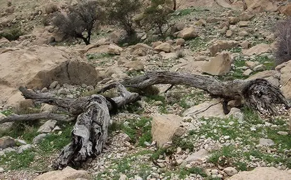 قلع و قمع درختان در غار شاهپور کازرون فارس 