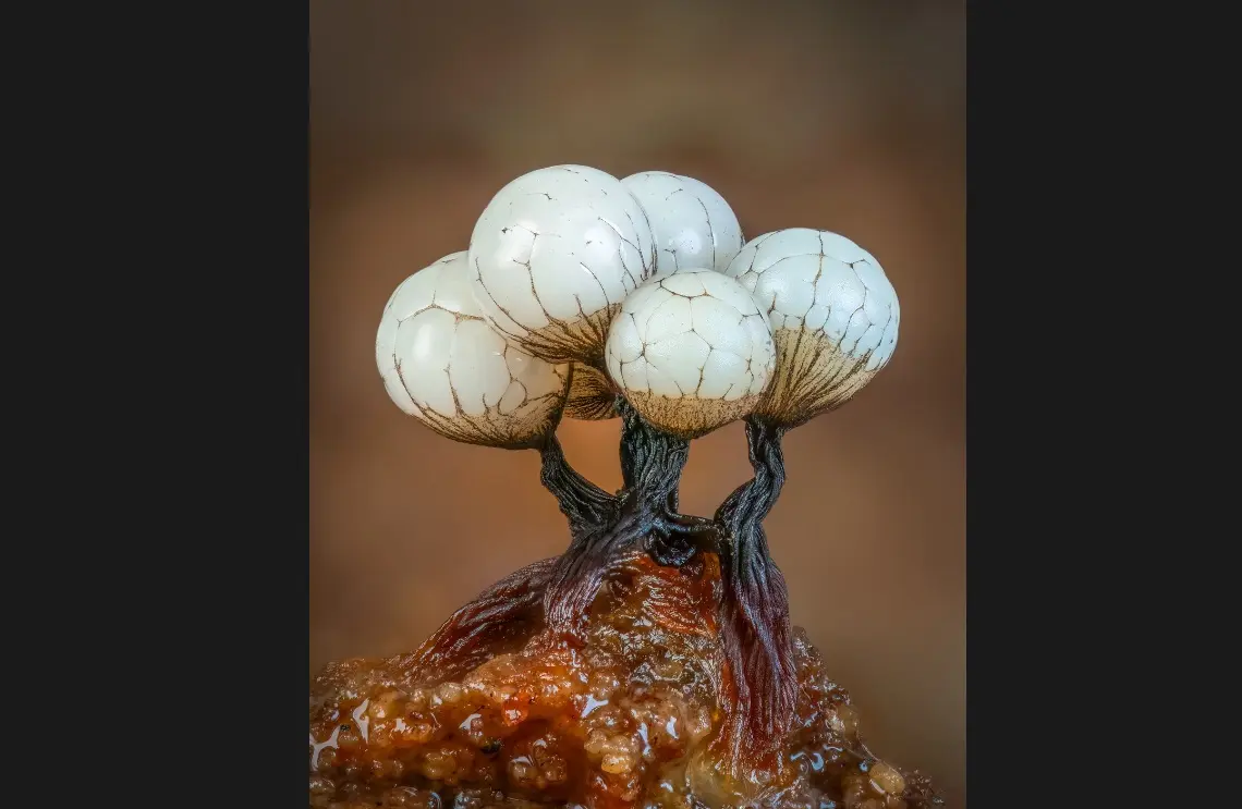 ثبت اوج ظرافت‌ها در طبیعت با دوربین/ تلاش برای تغییر ادراک انسان