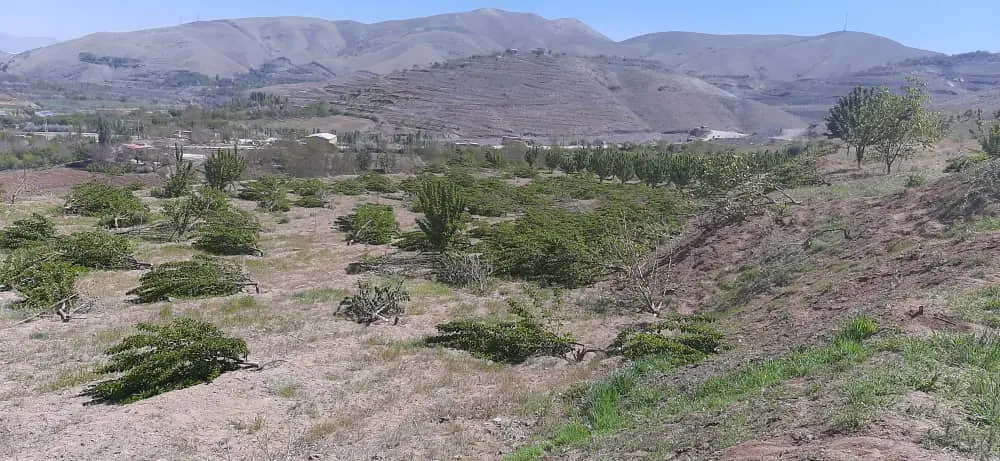 ادعای باغدار کردستانی درباره قلع و قمع درختان باغش در سنندج/ پس از ۶ ماه هنوز مقصران حادثه شناسایی نشدند