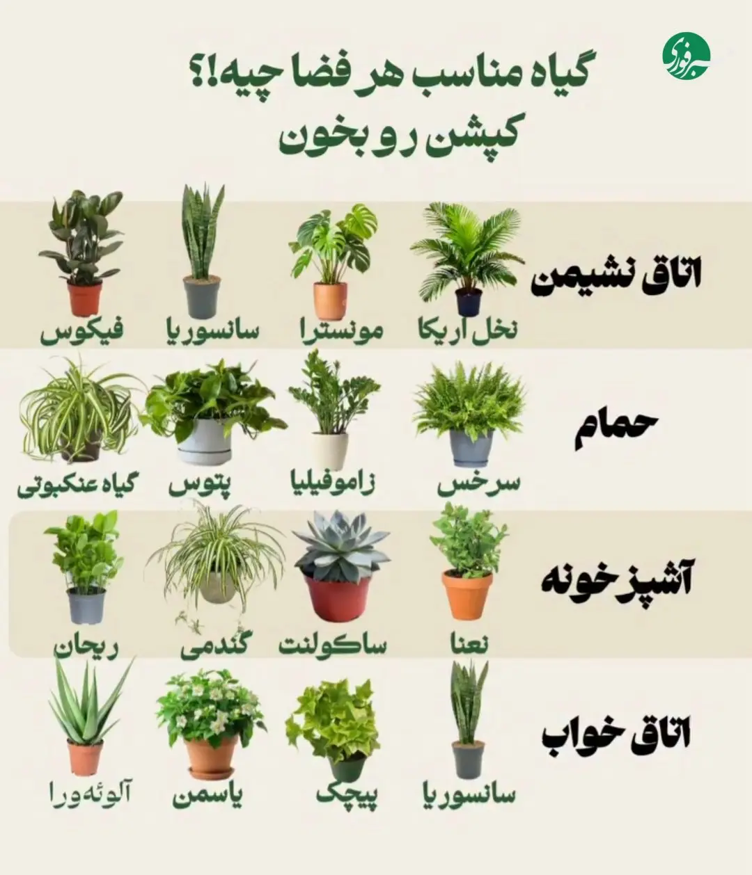 هر گیاهی برای چه فضایی مناسب است + اینفوگرافیک
