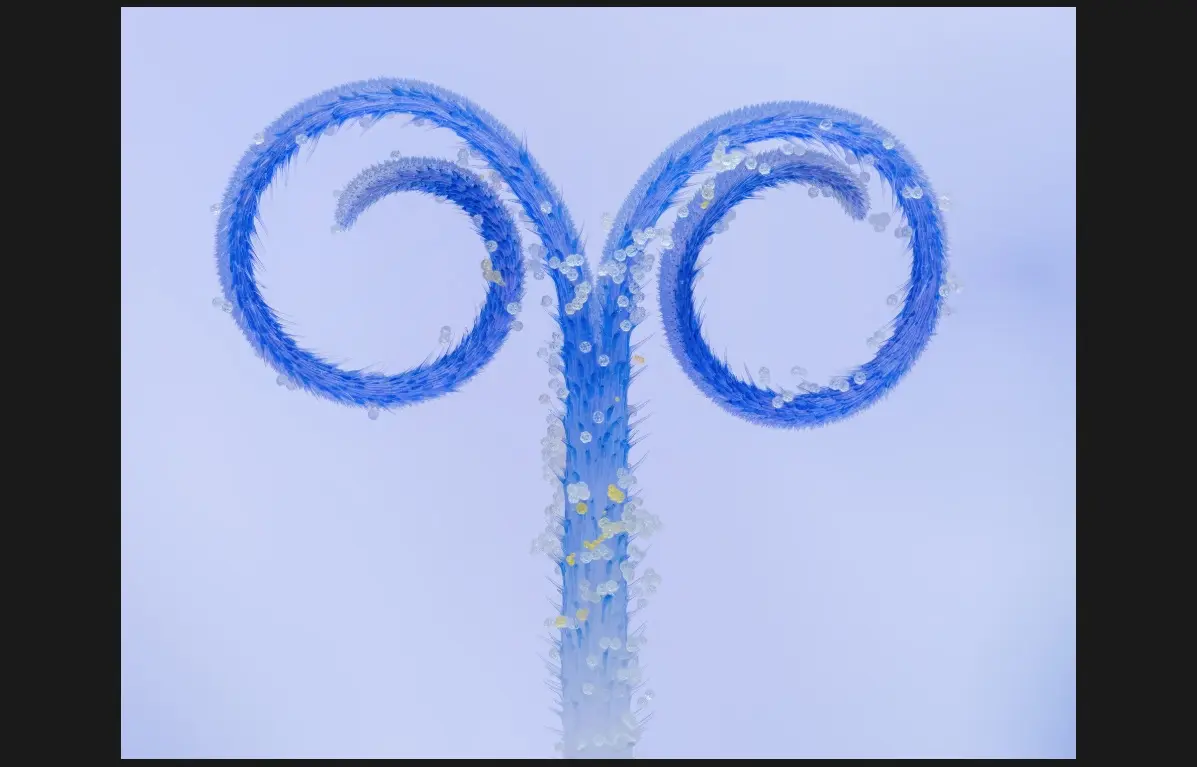 ثبت اوج ظرافت‌ها در طبیعت با دوربین/ تلاش برای تغییر ادراک انسان