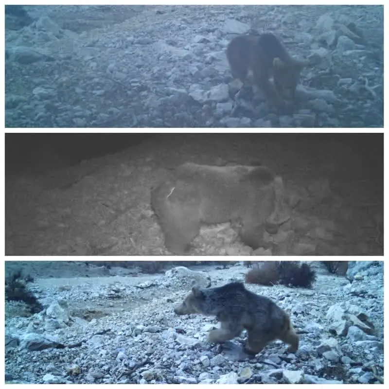 مشاهده یک خرس قهوه‌ای به همراه دو توله در ارتفاعات پاپی لرستان 