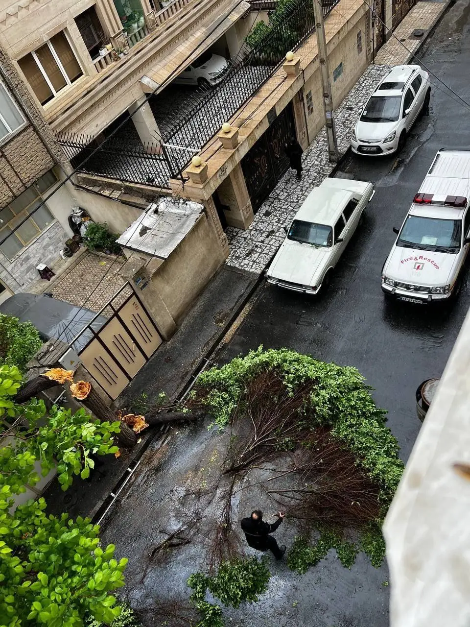 تصاویر شکستن درخت در اثر بارش باران امروز در تهران