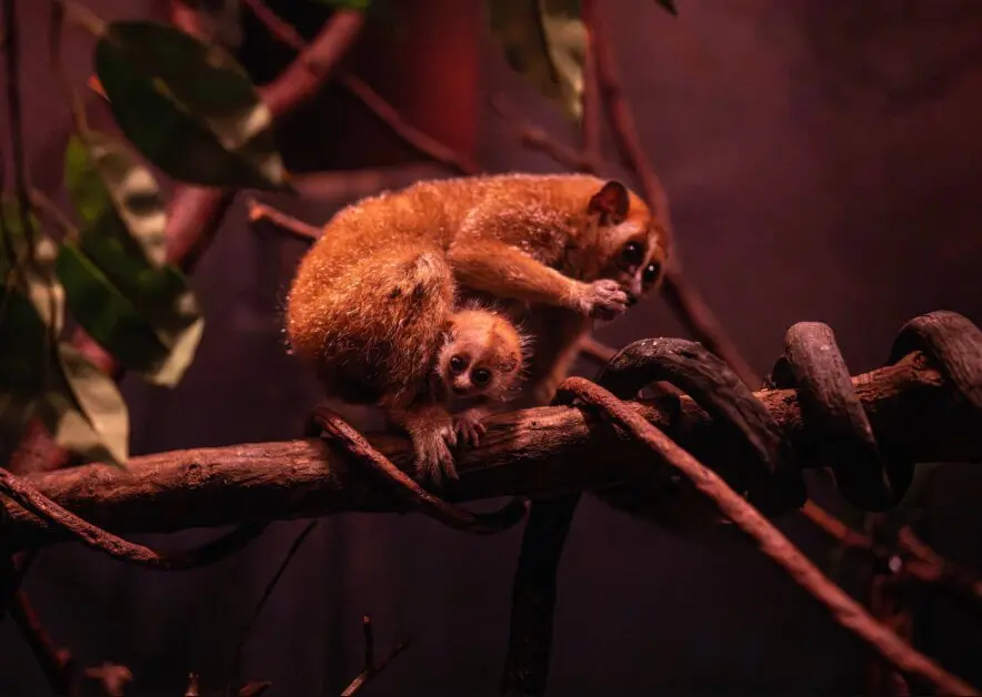 جشن تولد یک گونه در معرض انقراض | این چشم‌درشت دوست‌داشتنی، سمی است!