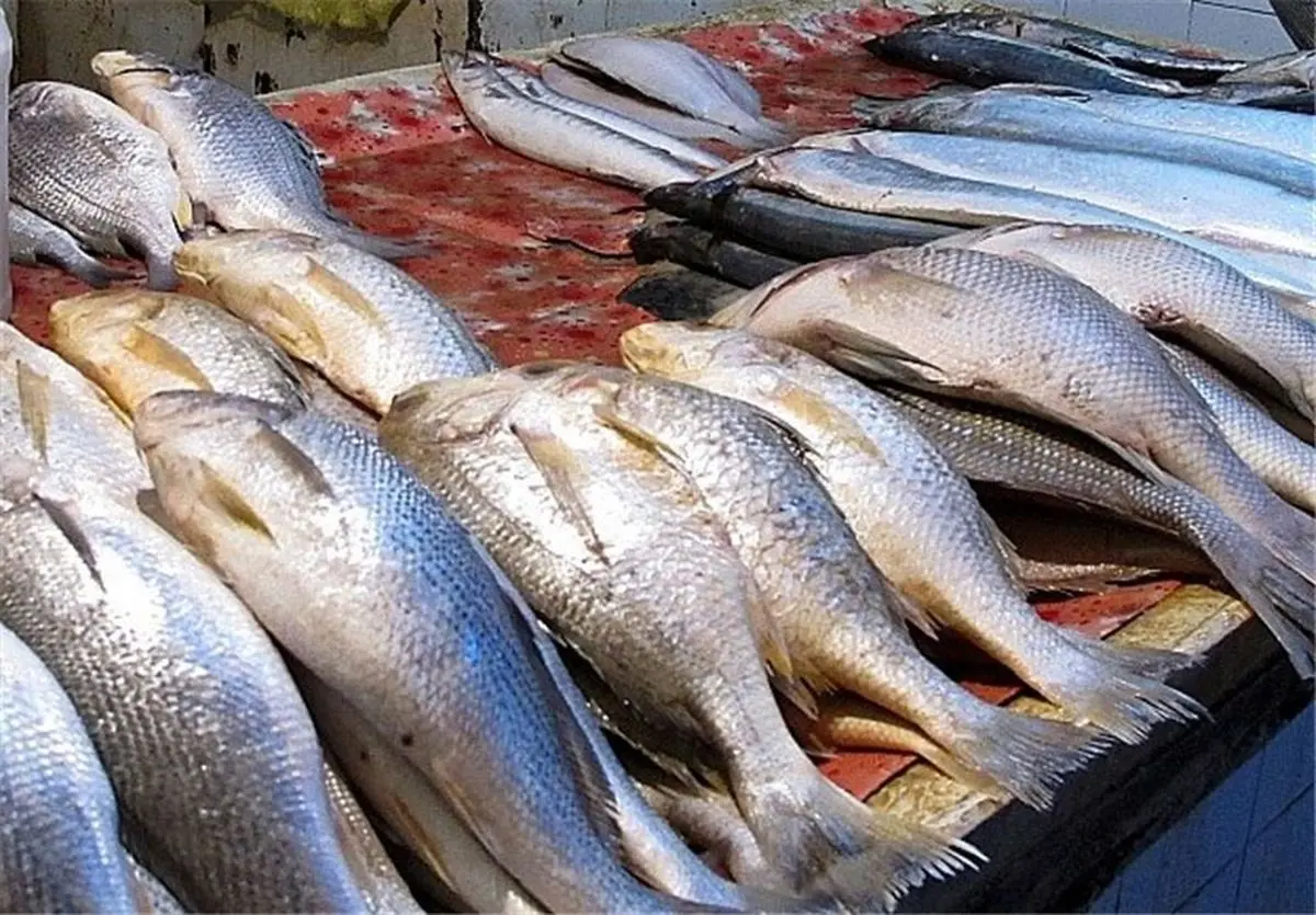چرا ما به شما ماهی جنوب را پیشنهاد میکنیم؟