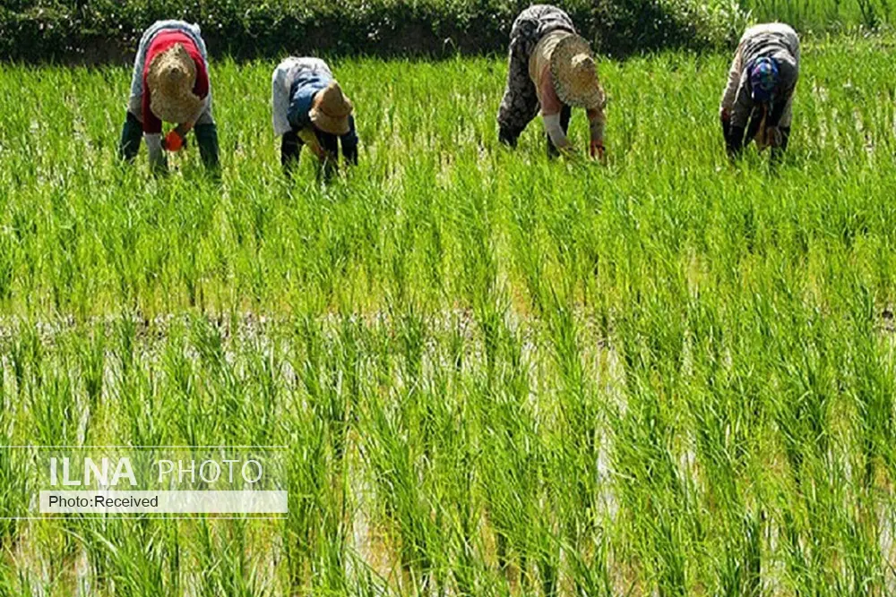 کارآواهای کشاورزی مناطق مختلف ایران+ترانه‌های فولکوریک هر منطقه 