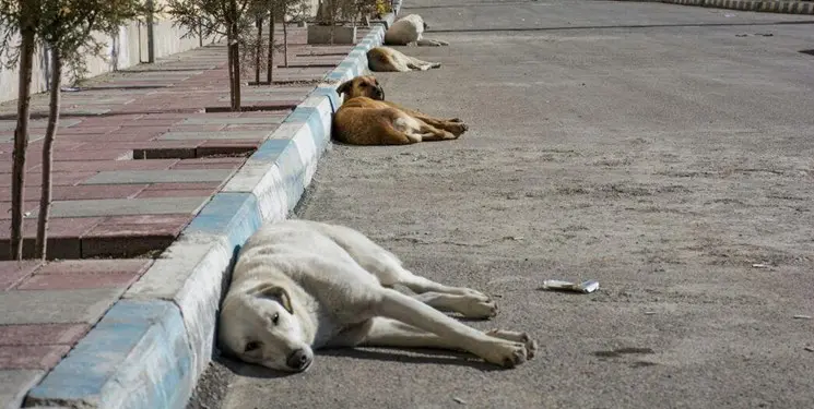 جولان سگ‌های بلاصاحب در معابر یاسوج به یک معضل تبدیل شده است/ راه کنترل جمعیت سگ‌های بلاصاحب کشتن آنها نیست 