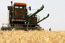 قیمت گندم همچنان نامشخص/ دولت منابع خرید گندم را با ارائه لایحه متمم به مجلس مشخص خواهد کرد/ امنیت غذایی شوخی‌بردار نیست