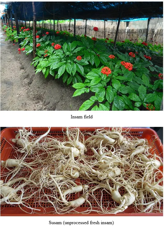 Kaesong Koryo Insam of DPRK