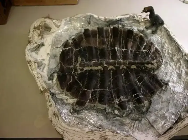 لاک‌پشت ۴۸ میلیون‌ ساله‌ای که در گردش پیدا شد