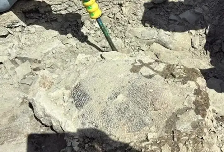 لاک‌پشت ۴۸ میلیون‌ ساله‌ای که در گردش پیدا شد