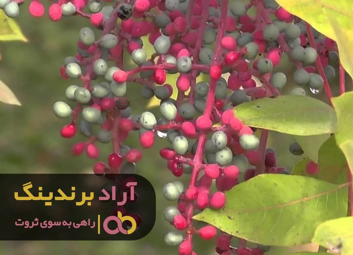 با گردو، پسته کوهی و تخمه ژاپنی ثروتمند شوید