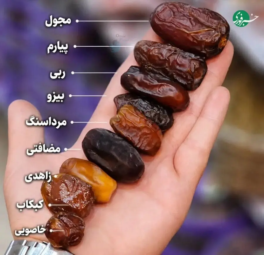 سفری به دنیای رنگارنگ خرماها در 9 طیف + اینفوگرافیک