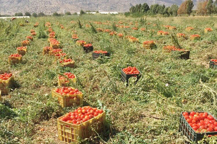 باغداران با کشت گوجه و زیتون به روز سیاه نشستند/ کشاورزان: محصولات ما را مفت می خرند/ باقی ماندن 21 هزار تن زیتون فارس روی درختان
