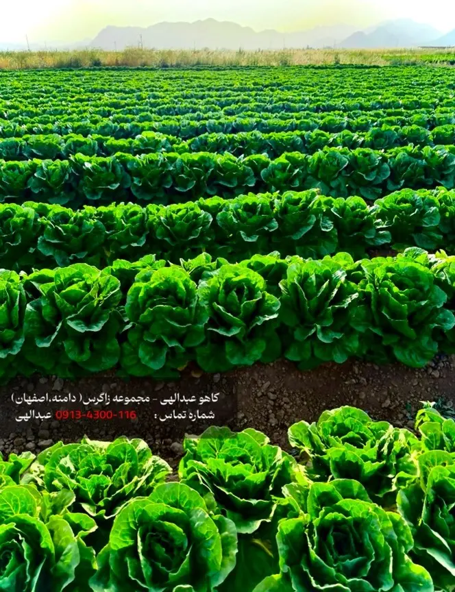 خرید کاهو عبدالهی، کاهو ایسبرگ و کاهو رومانو صادراتی