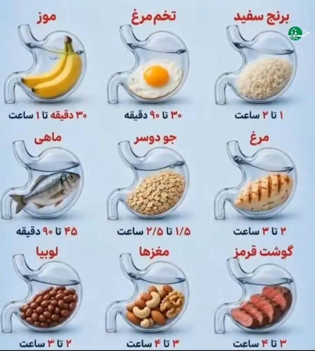 مدت زمان هضم مواد غذایی در معده