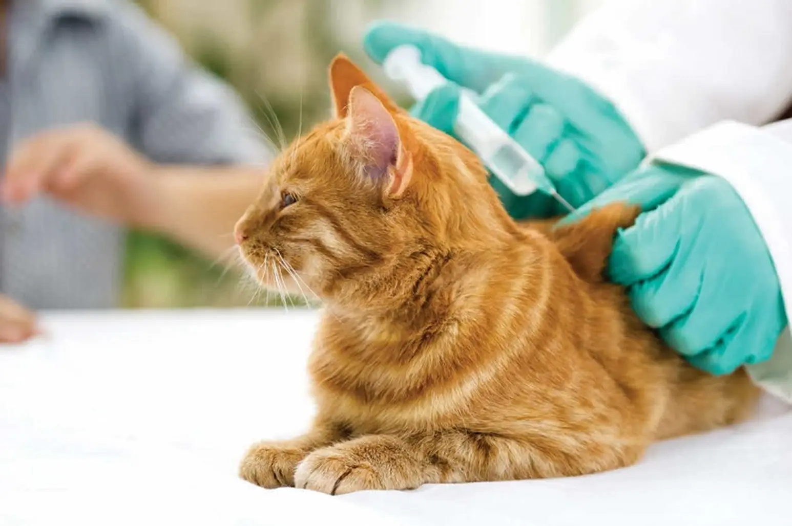 واکسن های ضروری برای سگ و گربه