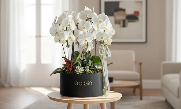سفارش گیاه آپارتمانی آنلاین با ارسال سریع از گل گیفت