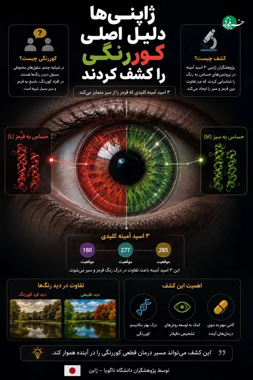 دانشمندان ژاپنی راز کوررنگی را کشف کردند+ اینفوگرافی