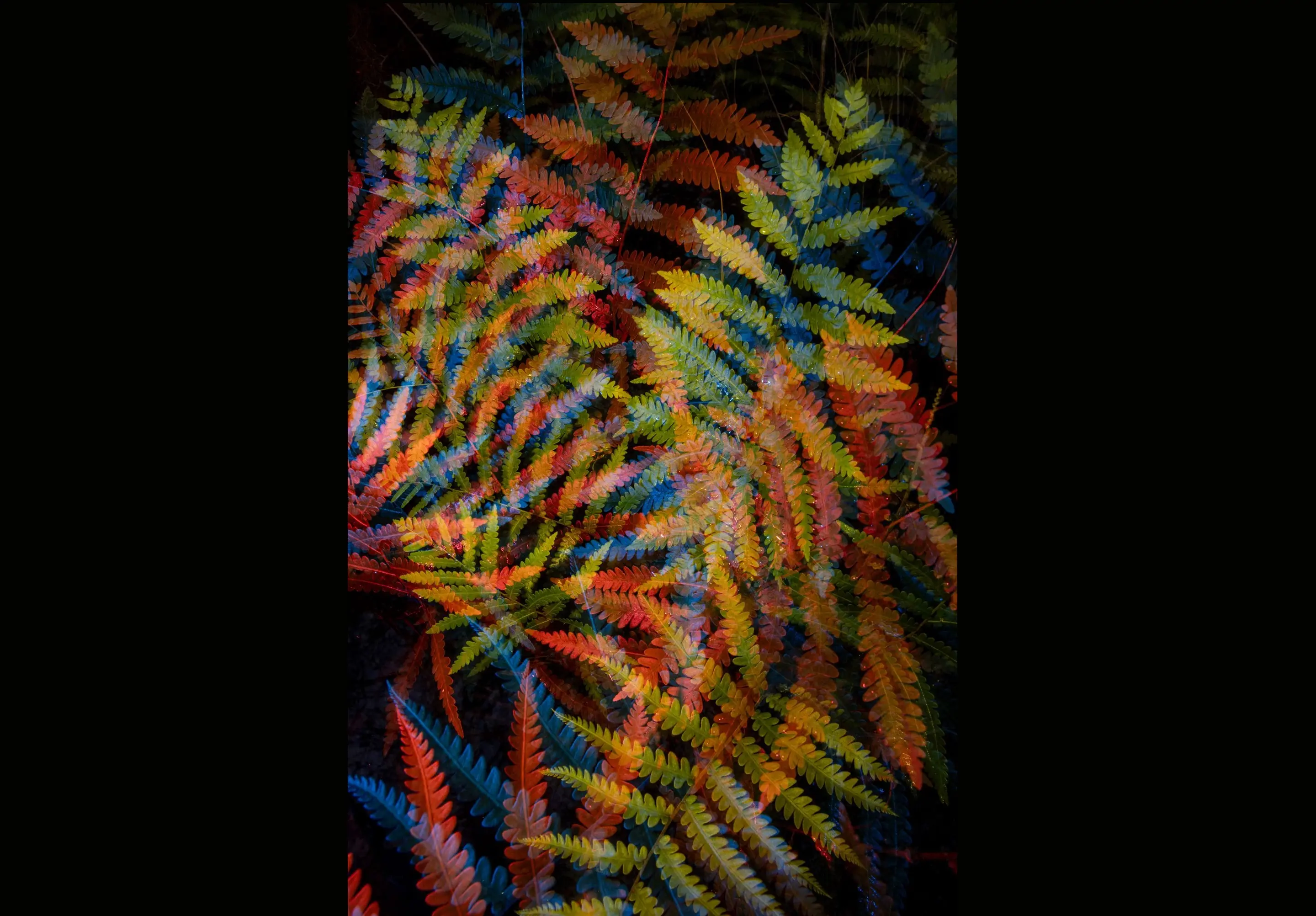 ثبت انرژی «اسرارآمیز» یک باتلاق جادویی/ عکس‌هایی که ژانر وحشت را تداعی می‌کنند