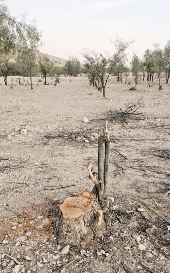 قطع ۵۰ اصله درخت در شهرستان داراب/ «بید های مجنون» و «کُنار» ایستاده می‌میرند/ قلع و قمع درختان چند صد ساله جنگلی در منطقه سلما 