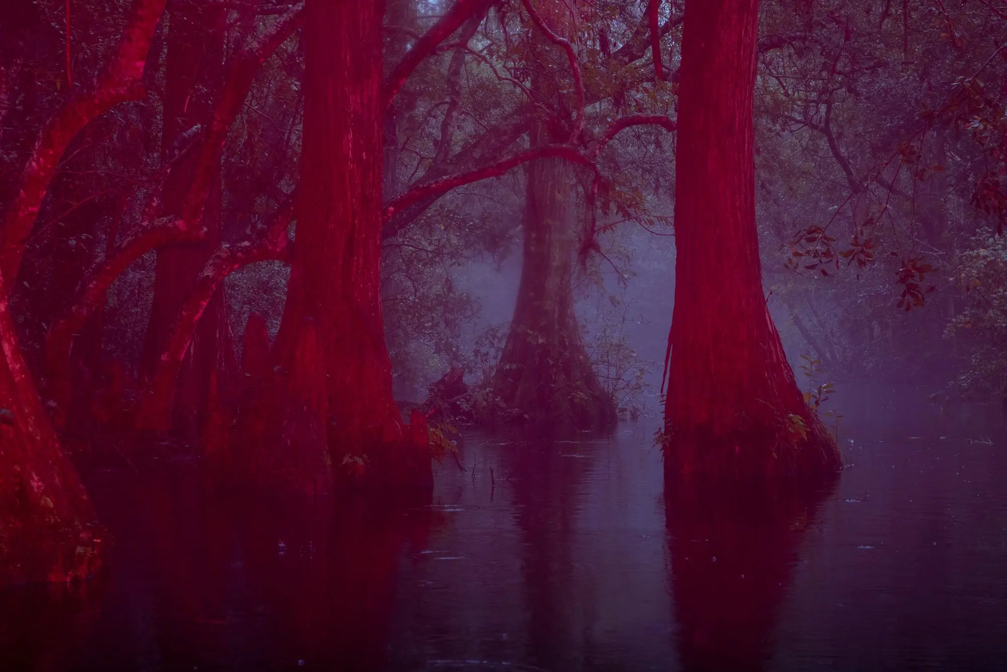 ثبت انرژی «اسرارآمیز» یک باتلاق جادویی/ عکس‌هایی که ژانر وحشت را تداعی می‌کنند