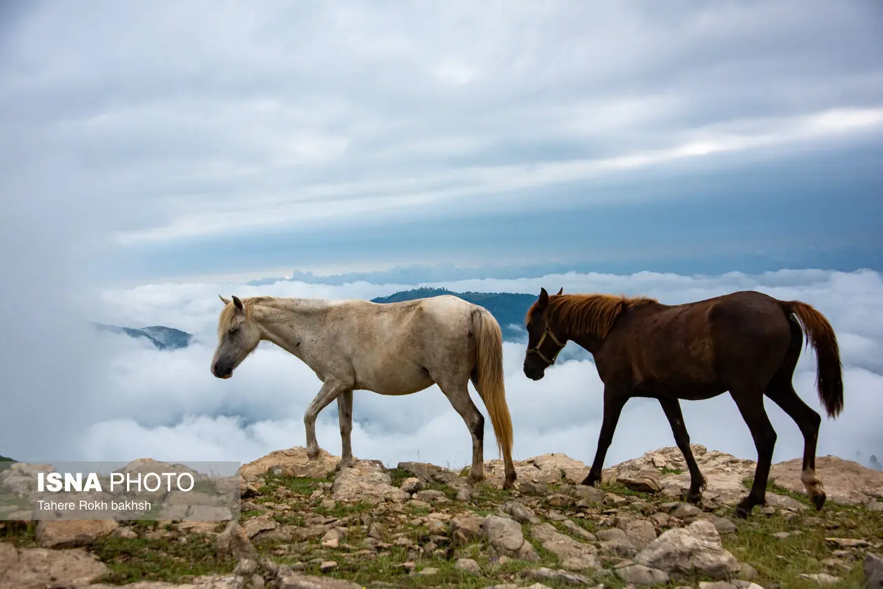 تصاویر خیرهکننده از بهشت پنهانِ مهآلود ایران؛ ببینید + عکس