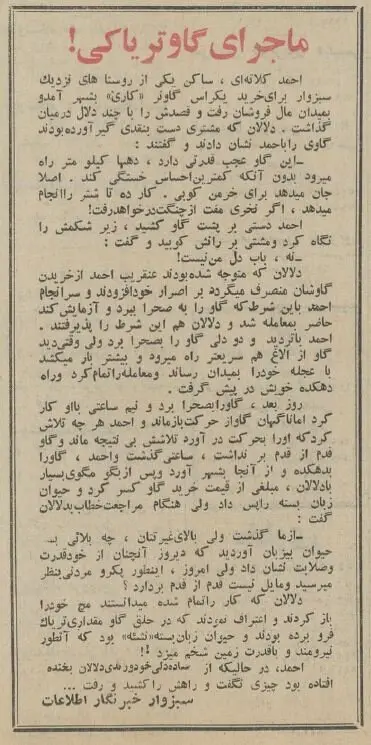 گاو تریاکی در سبزوار خبرساز شد! | ماجرای فروش گاو معتاد در سال ۱۳۴۴