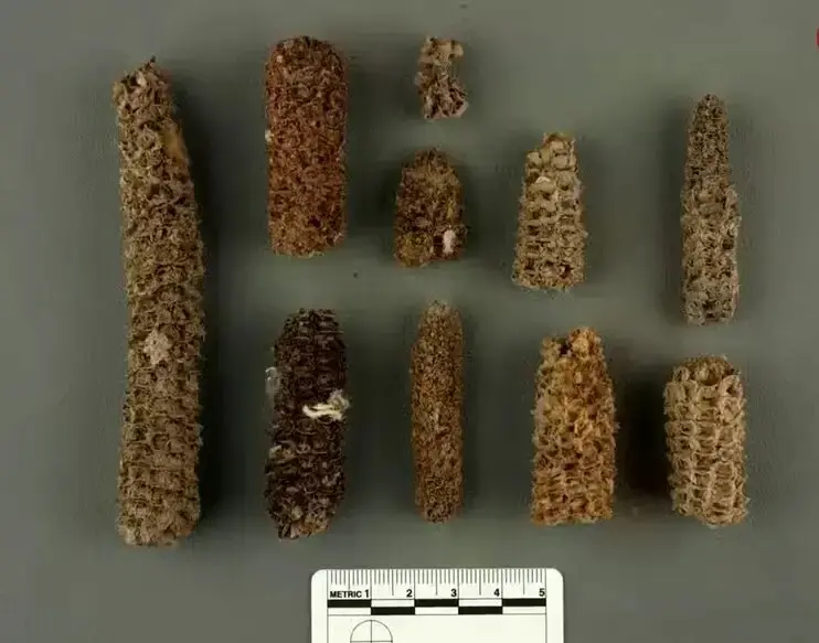 تمدنی بر پایۀ «مدفوع پرندگان دریایی»!