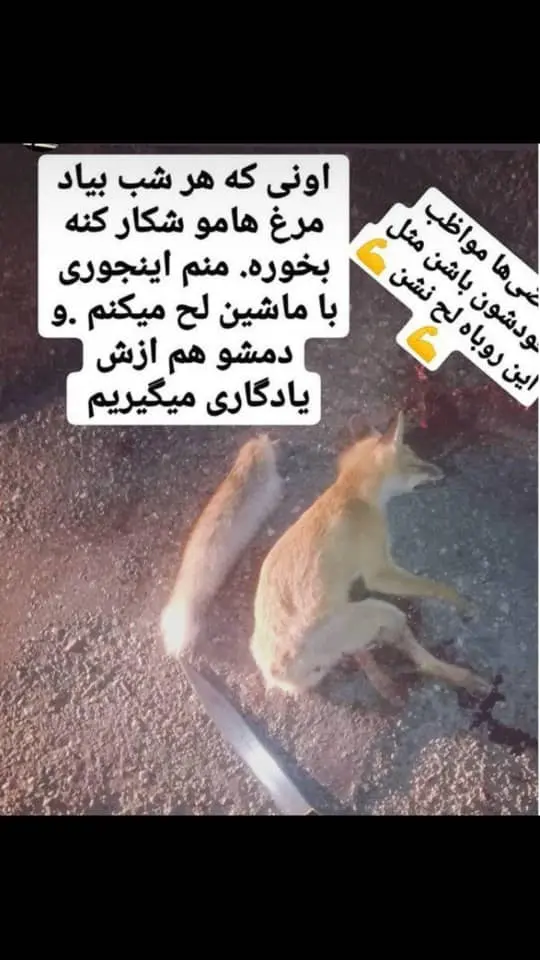  دستگیری عامل انتشار تصویر کشتن یک قلاده روباه در فضای مجازی 