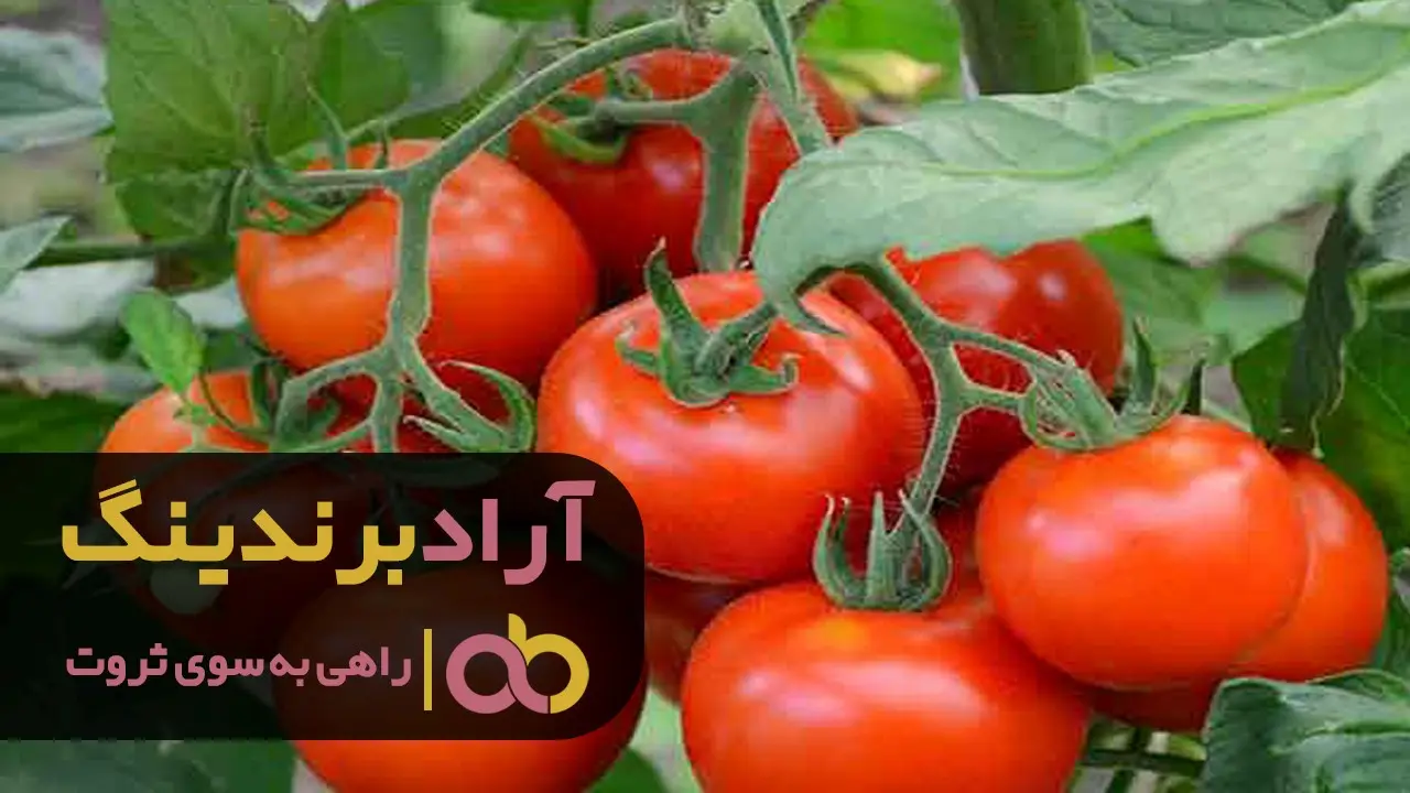 قیمت گوجه فرنگی به چه عواملی وابسته می باشد؟