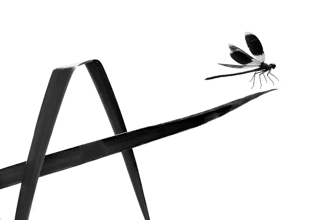 ثبت اوج ظرافت‌ها در طبیعت با دوربین/ تلاش برای تغییر ادراک انسان