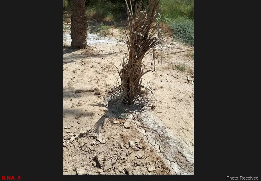 مرگ لاکپشتها و کبوترهای آبادان و خرمشهر/کشاورزان را بیچاره کردهاند/دستگاه قضایی ورود کند
