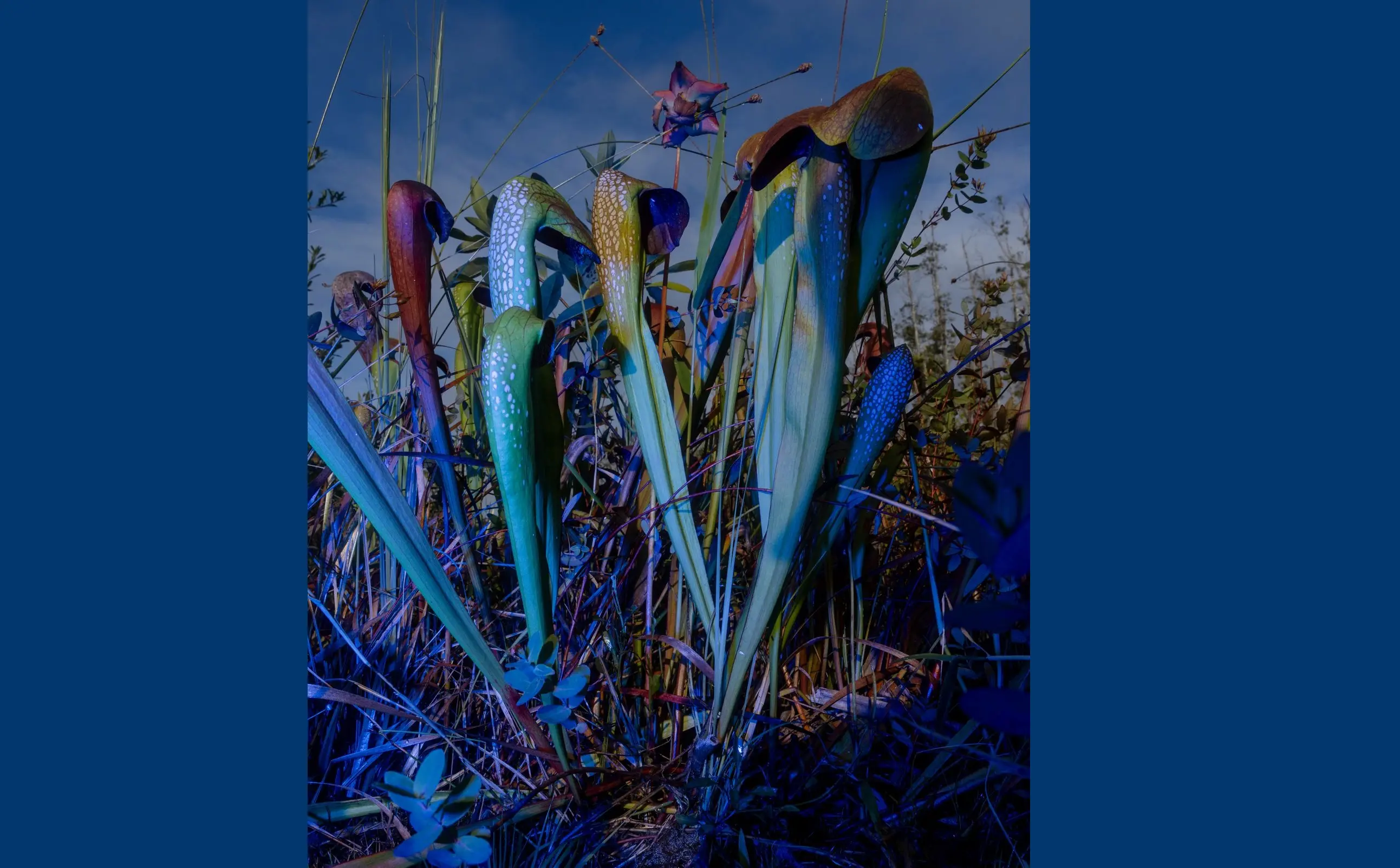 ثبت انرژی «اسرارآمیز» یک باتلاق جادویی/ عکس‌هایی که ژانر وحشت را تداعی می‌کنند