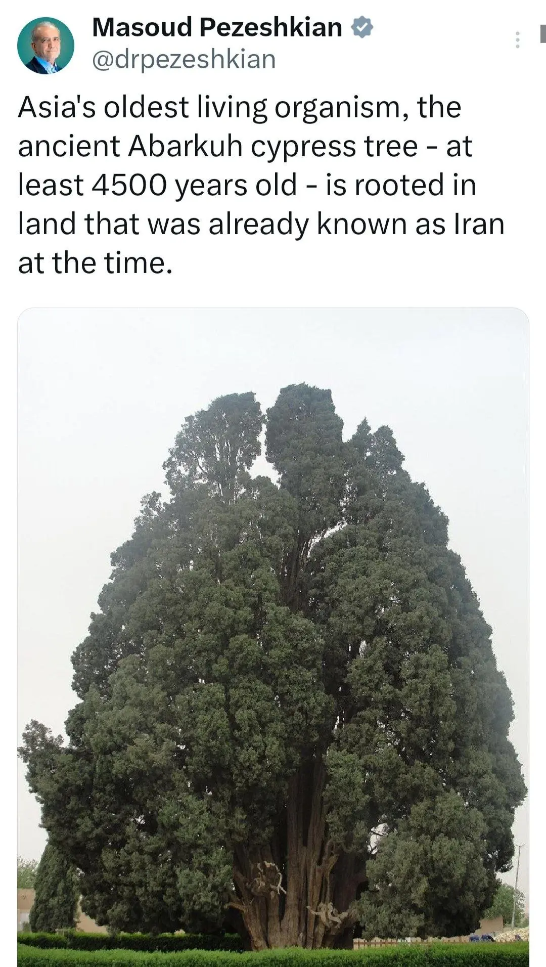 سرو ۴۵۰۰ ساله ابرکوه ریشه در ایرانِ کهن دارد