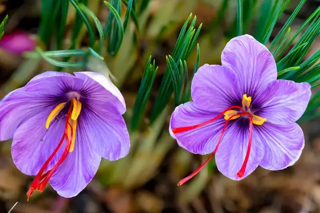 Get Superior Quality and Reasonable Price of Iranian Saffron Only from Tida Saffr