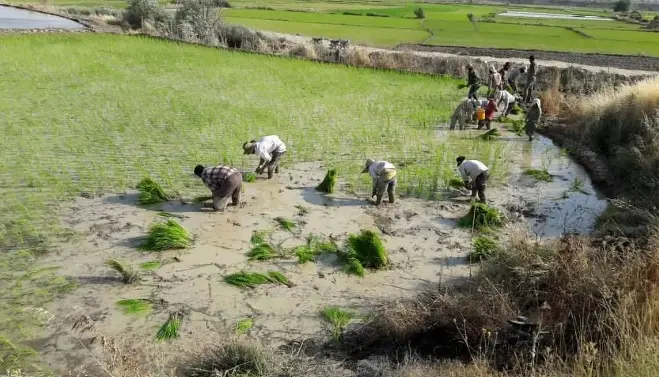 افزایش۳ برابری برنج کاری در دشت های بحرانی فارس/ نرخ فرونشست سالانه در استان به ۵۰ سانتی متر رسید